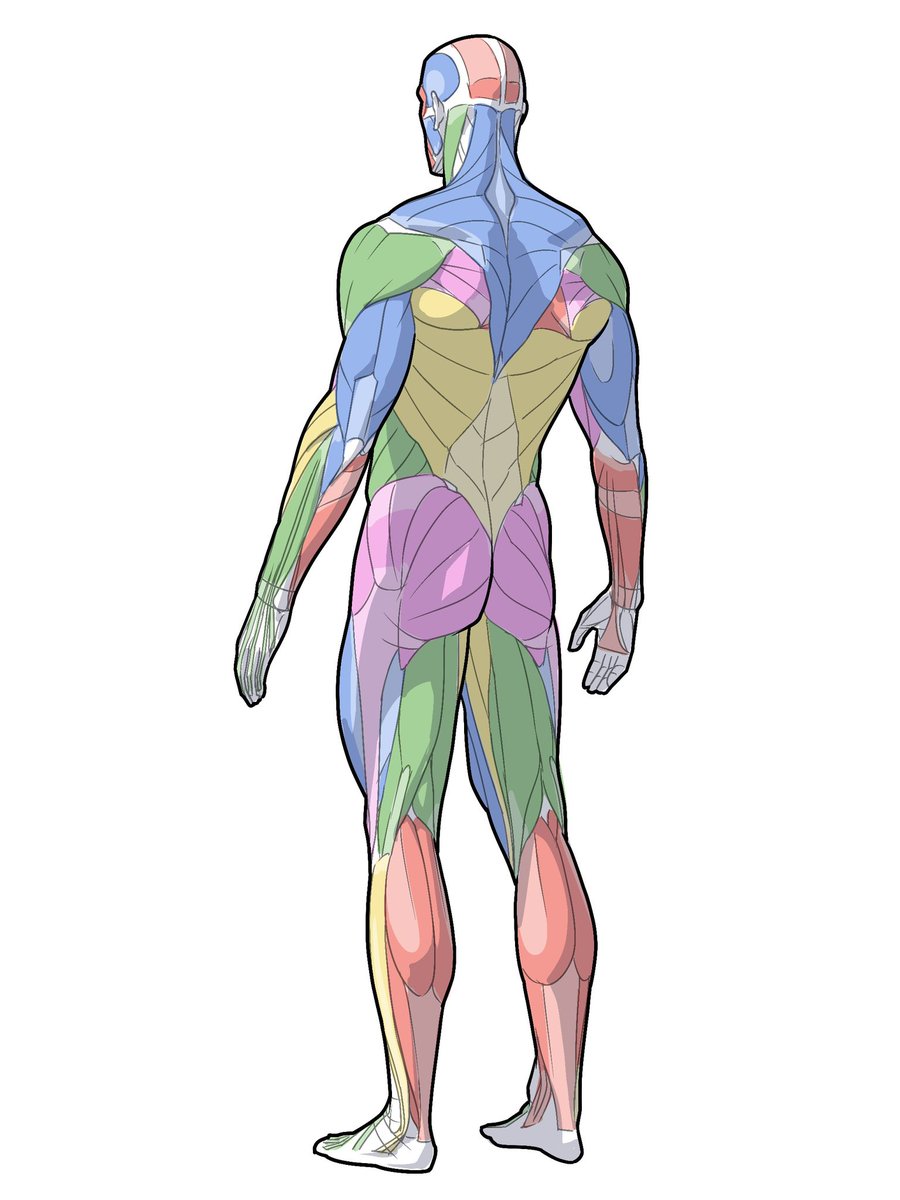 kato_anatomy's tweet image. 