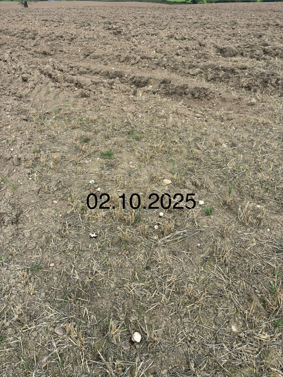 danieljack1991's tweet image. Bury that fungus 🫣 soil sampling after ploughing match antics. 
#soil #sampling @DJLAgriculture