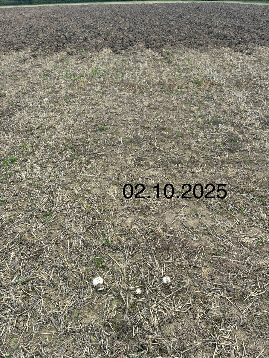 danieljack1991's tweet image. Bury that fungus 🫣 soil sampling after ploughing match antics. 
#soil #sampling @DJLAgriculture