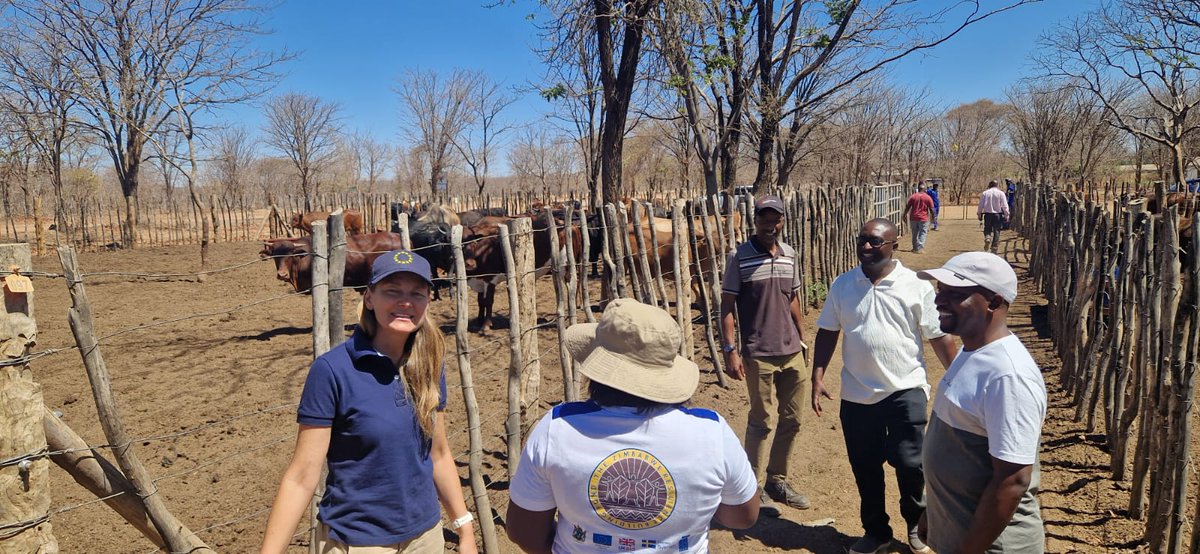 euinzim's tweet photo. Today our 🇪🇺EU team visited the Jotsholo Abattoir in #MatNorth — a shining example of how the @ZRBFZIM project is creating real impact.
With 🇪🇺EU financing, strong 💪private sector partnerships, and the full support of district authorities and gvt. departments, this venture has grown into a profitable business📈 serving the community, creating jobs, and boosting local economic activity.
👏 Well done to @UNDPZimbabwe and the Sizemele Consortium for driving this success. Under ZRBF II, we look forward to replicating many more of these inspiring initiatives!
#EUinZim🇪🇺🇿🇼 #Resilience #Jobs #Zimbabwe