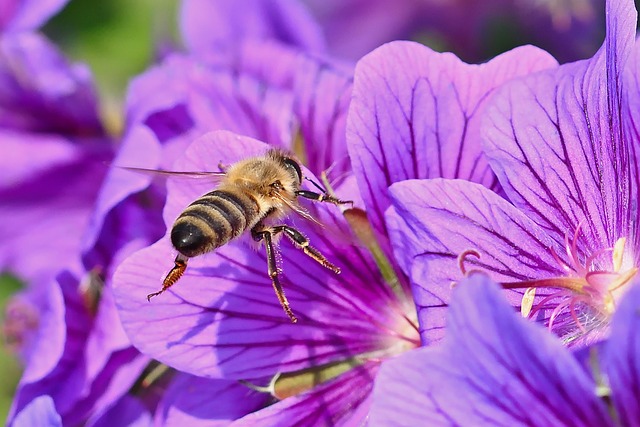 C'est dans un silence assourdissant que 80 % de la biomasse des insectes a disparu en seulement quelques décennies. Parmi ces insectes, les abeilles que nous chérissons pour son miel. Loi Duplomb, du plomb dans l'aile ?
guichetdusavoir.org/question/voir/…

#abeilles #insectes  #pollinisation
