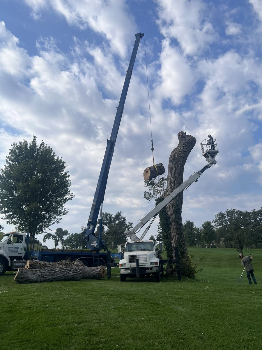 Hire the right people.  Drefs Tree Service does awesome work!