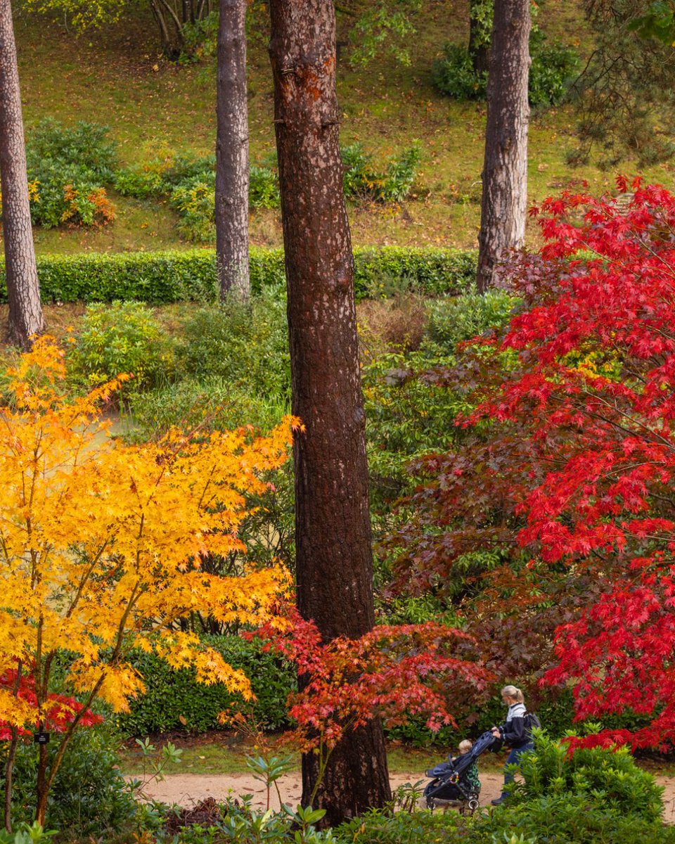 Ready for an adventure? Our stunning autumn scenery is the perfect choice for outdoor family fun. Join us for a day out exploring nature in all her finery! 🌳✨leonardsleegardens.co.uk/experience-aut…
