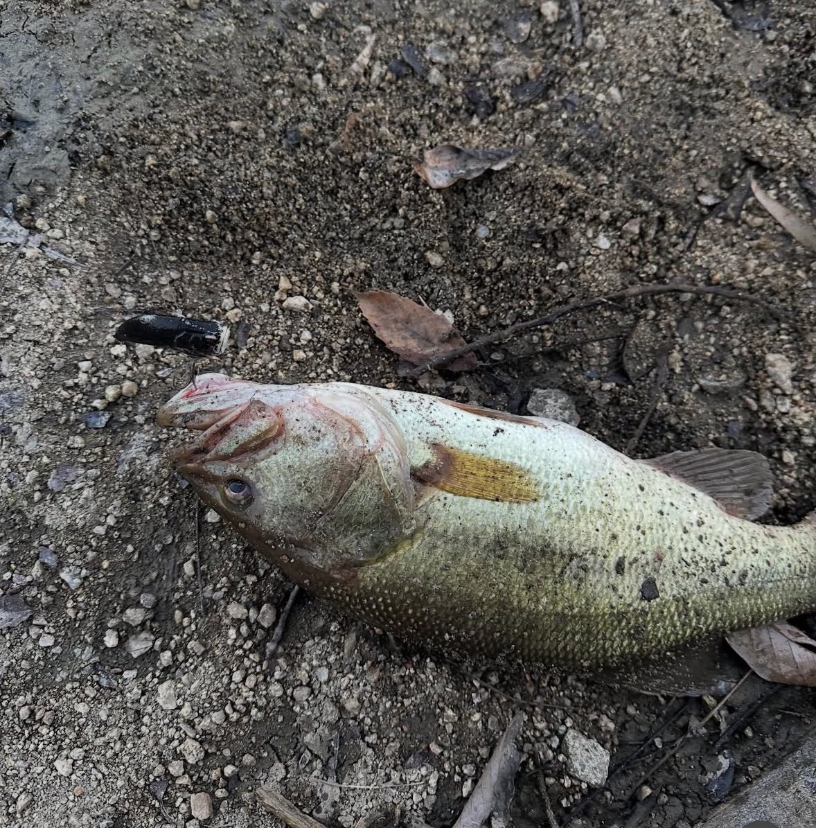 ruibakuchou's tweet photo. 学校おわり30分勝負!🐟🎣
ど減水野池をチョイスしてみました!秋のチギルパターンやはりバイブレーション超マッチしますね!🔥🔥
池のどんつきをザックロールヤジロベーjrちゃんでサクッと!
あざした😚🎶🎶
#adusta_japan
#raidjapan
#レベルバイブ
#ルアーのアゴ真っ白
#legitdesign
#wsc72mh https://t.co/GMlyb2GWb2