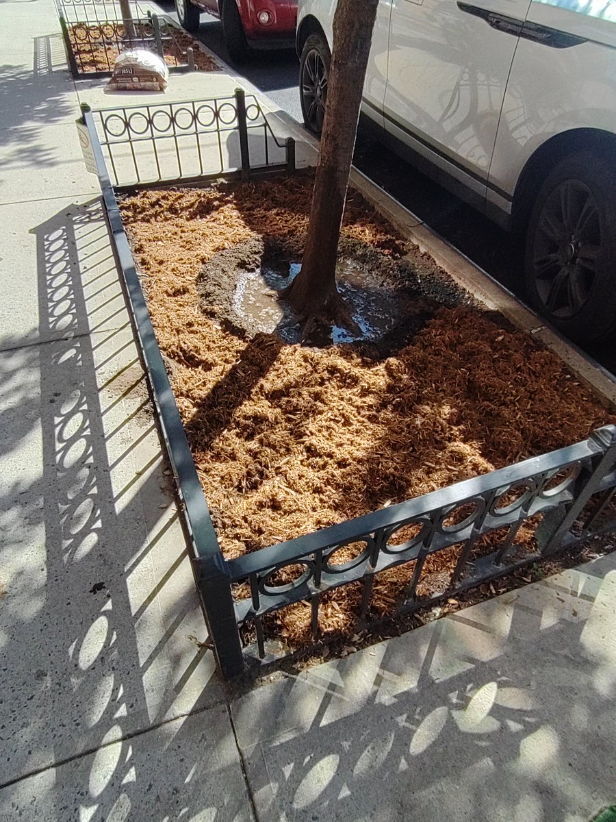 TreesNewYork's tweet photo. A BIG thank you to our friends at Dataiku who #stewarded 15 #streettrees in Greenpoint! They #watered the #trees in need after an unseasonably warm and dry September, and planted #daffodil and #tulipbulbs in the #treebeds to give our #urbanforest a little added color next spring! https://t.co/4oJuNMqtgi