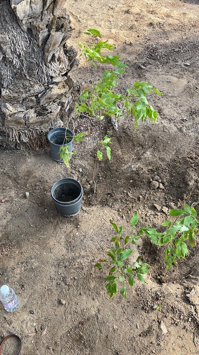 #مبادرة_غرس_وظل 
<a href="/fens_kau/">كلية العلوم البيئية</a>