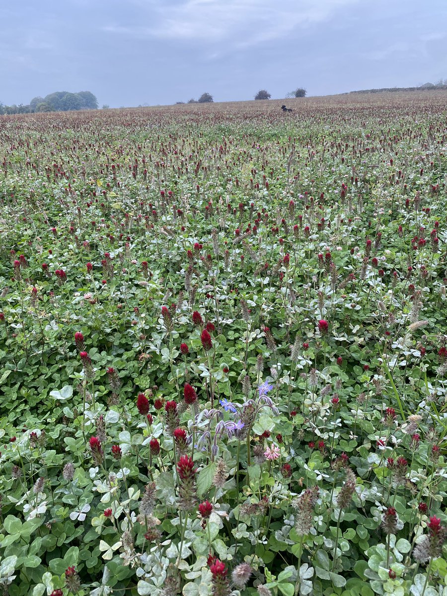 AlanEDown's tweet photo. Impressive fields of #insect friendly mix of red, crimson, alsike clover, buckwheat and borage around Priddy on #Mendips !
Perhaps 100 acres? https://t.co/0wvZUqnqgz