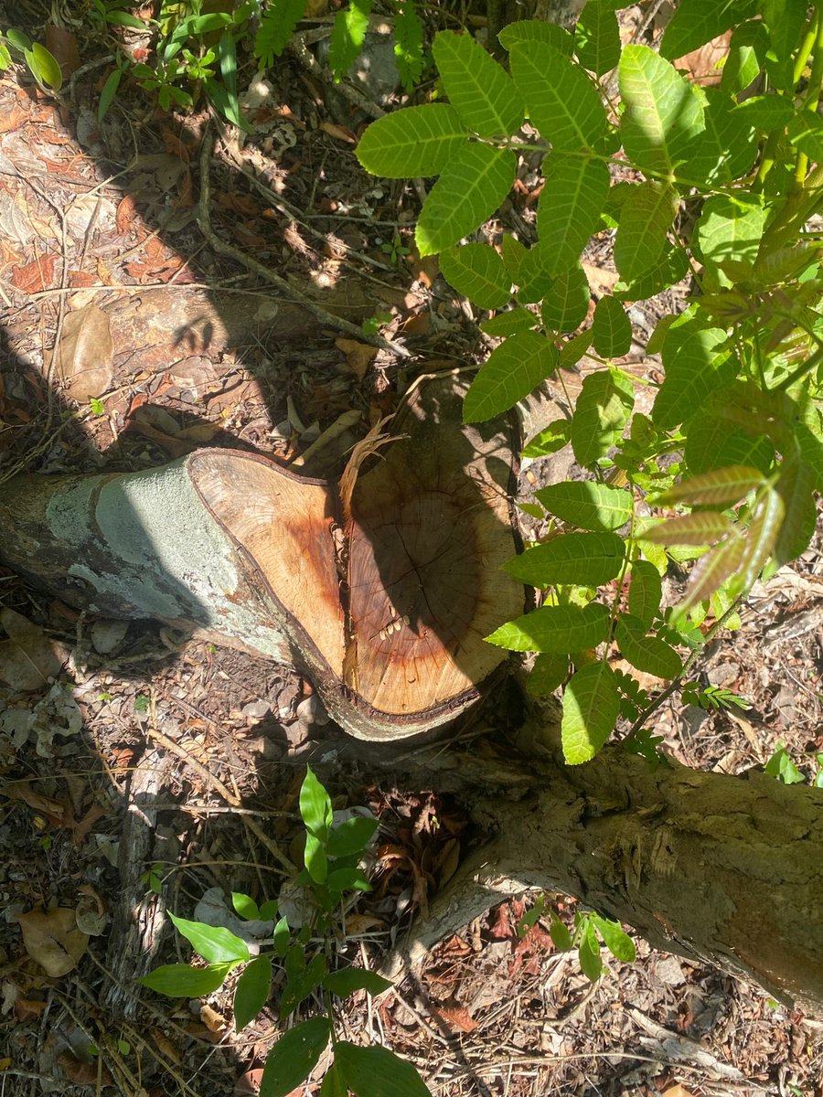 Alfred_Balle's tweet photo. Los árboles del bosque son el hogar de hogar de aves, mamíferos e insectos, su tala no solo es ilegal, sino que también pone en riesgo el equilibrio de nuestros ecosistemas. 

Desde la @CAR_Cundi suspendimos la tala de 22 árboles nativos en pleno bosque seco del valle del río Magdalena, en Beltrán, Cundinamarca. 

Seguiremos actuando ante los delitos ambientales, de la mano con la Fuerza Pública y el apoyo decidido y oportuno de nuestras comunidades.