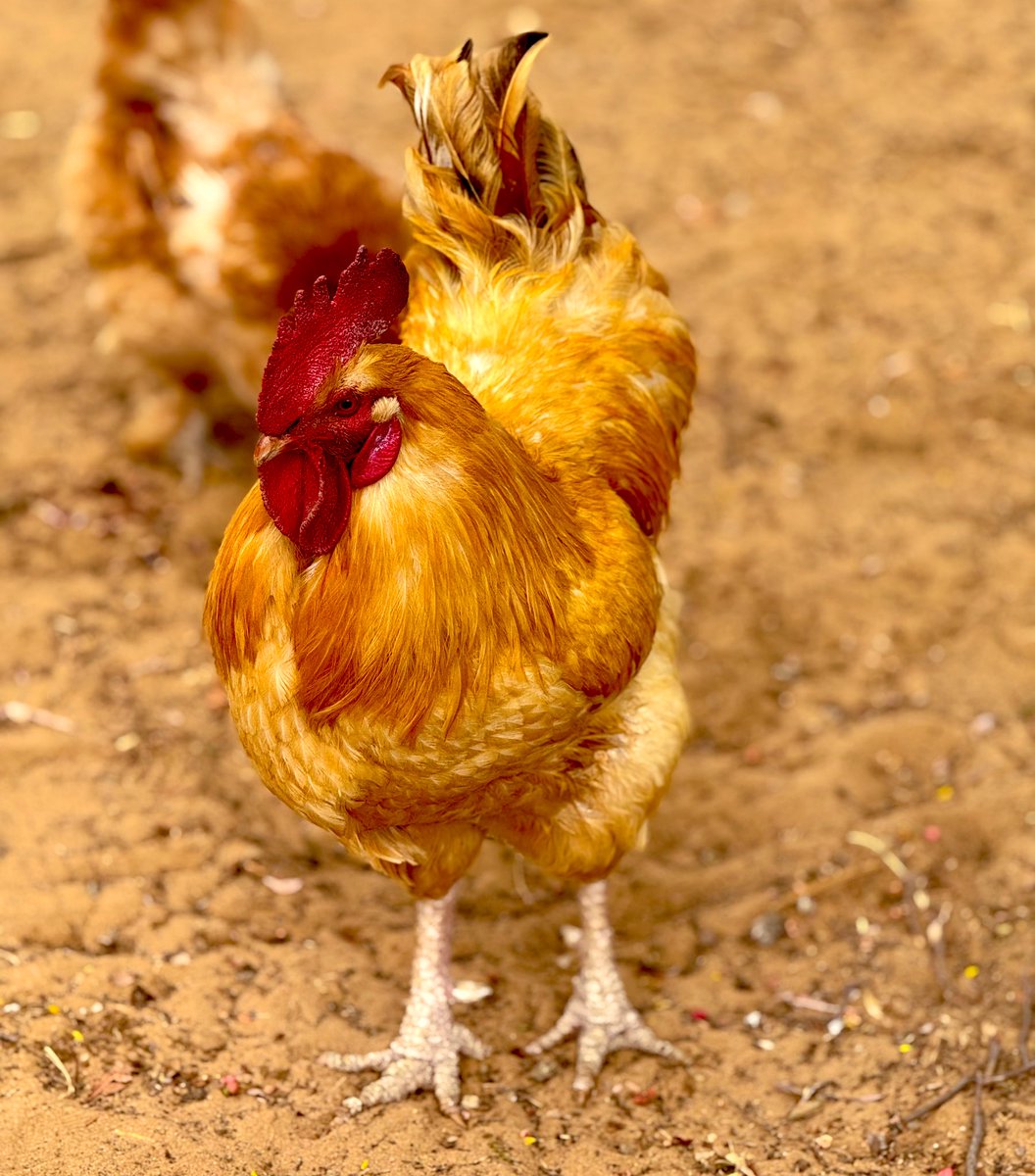 #IAmThatIAm tweet media