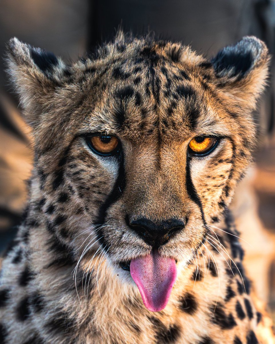 CCFCheetahUK's tweet image. “Seeing cheetahs released into the wild is one of those hope moments I’ll never forget. It’s conservation in action.” – Caleb

From the joy of witnessing successful releases to the sheer thrill of a cheetah sprinting at full speed, Caleb says nothing compares:

“You always hear…