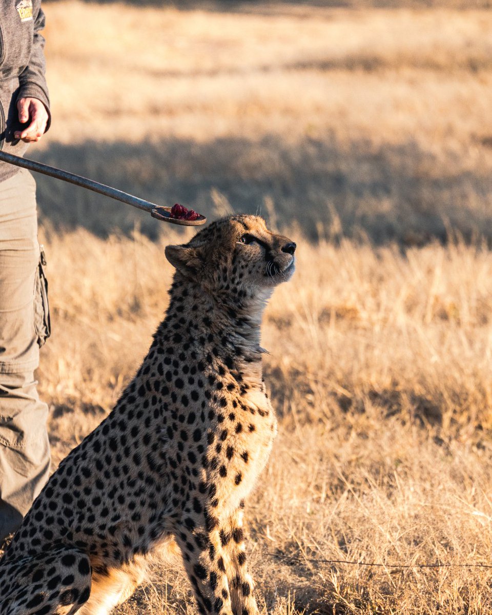 CCFCheetahUK's tweet image. “Seeing cheetahs released into the wild is one of those hope moments I’ll never forget. It’s conservation in action.” – Caleb

From the joy of witnessing successful releases to the sheer thrill of a cheetah sprinting at full speed, Caleb says nothing compares:

“You always hear…