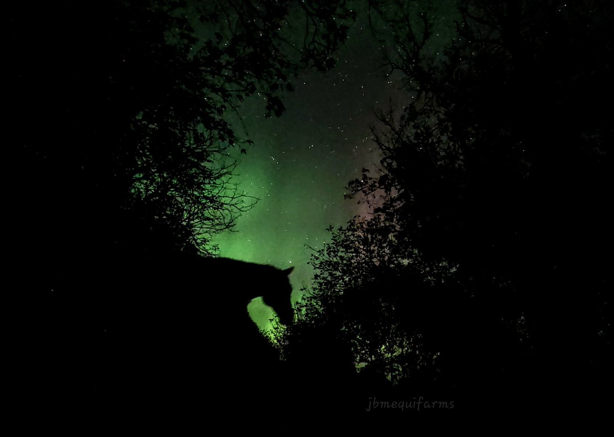 Lady #aurora was dancing again this morning. 

Caught Toots sleeping in the trees. 

#horses #mybackyard
#manitoba #heart