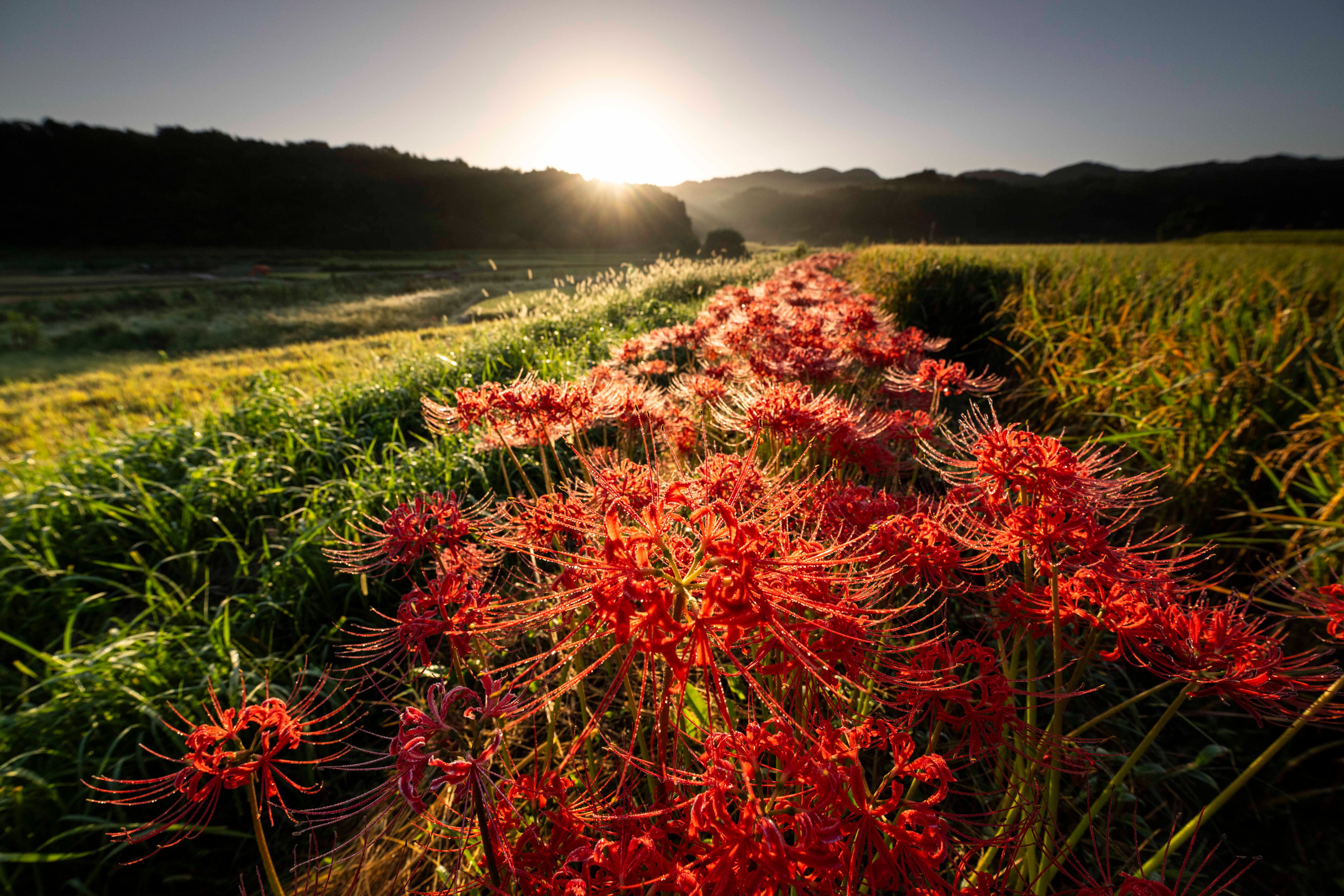 新支那写真大観 へたっぴ写真家 on X: 
