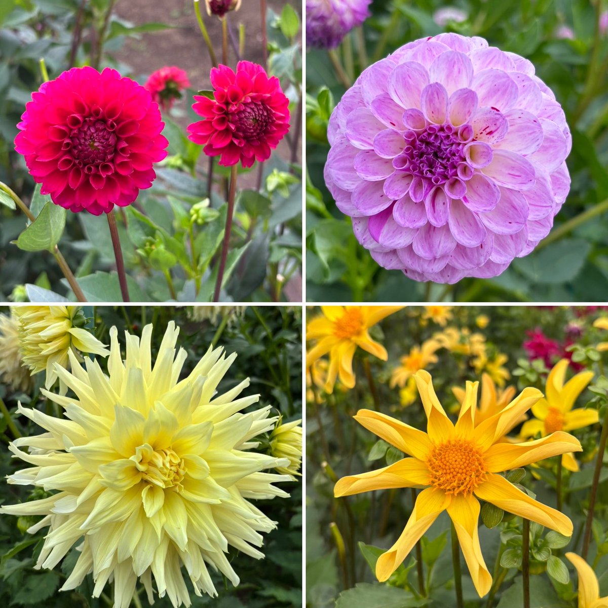 kitten_holic's tweet photo. 🌸百合が原公園のダリアが見頃です🌸
ダリアの花びらって、見れば見るほど不思議。
ひとつひとつが巻き込むように重なり合って、まるで自然が編んだア���トのよう。
#猫 
#虹の橋を渡った猫
#花
#北海道
#札幌
#百合が原公園
#ダリア https://t.co/hqnO8Oy0Dg