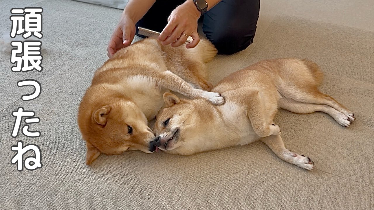 豆柴はなちゃん&まるちゃん (@hanachan_1111) / X