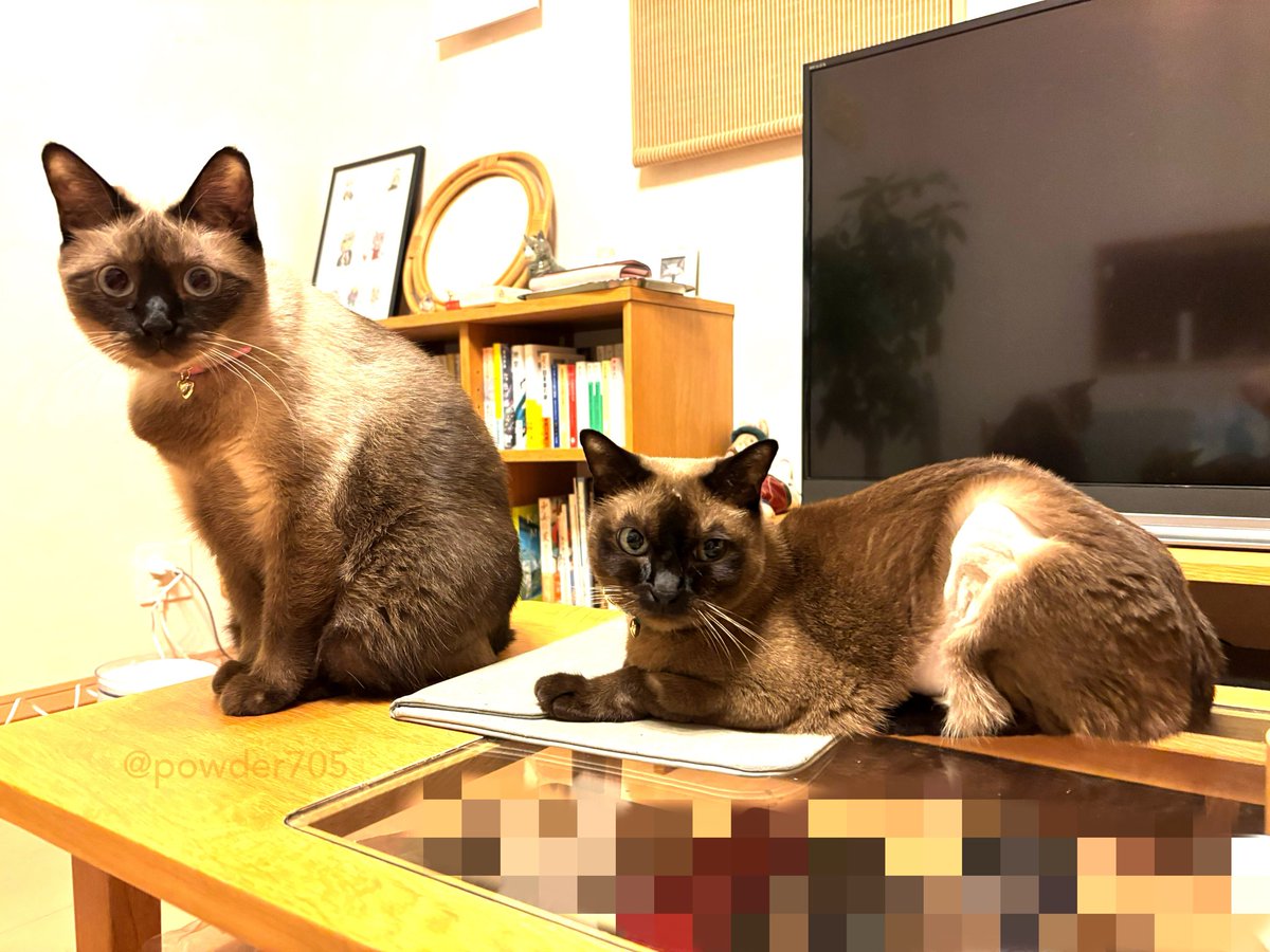 ふらんすねこ様♡ありがとうございます♡ ONEKOSAMA OINUSAMA 猫 キャットタワー 据え置き おしゃれ ねこ
