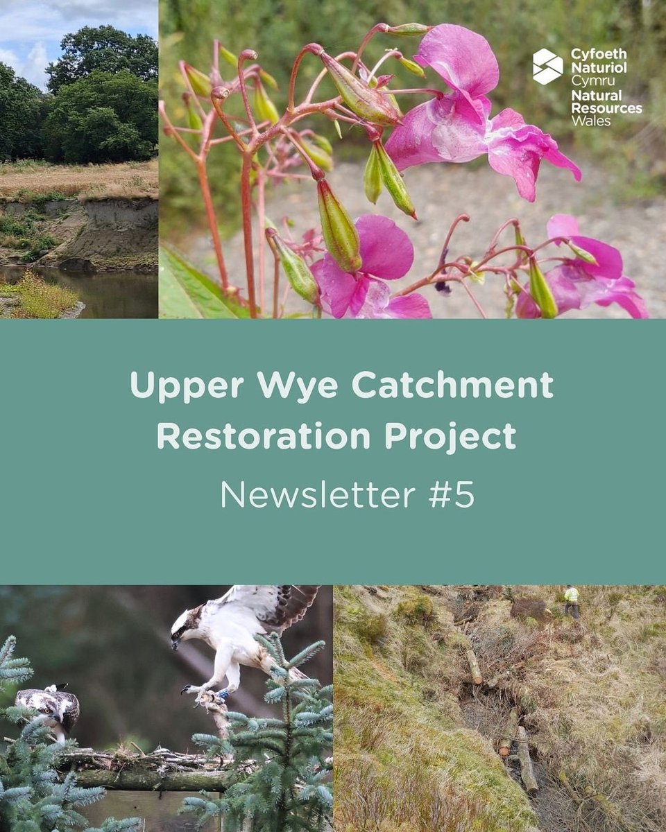 AdferGwyUchaf's tweet photo. 🍂 As the seasons change, the Upper Wye Catchment Restoration Project team is still hard at work - one year on from launch and full of momentum. Get cosy with a cuppa and catch up on our latest newsletter: milestones, updates & what’s next https://t.co/kgto4xUUCl #RestoreUpperWye https://t.co/ATwVfH6SlN