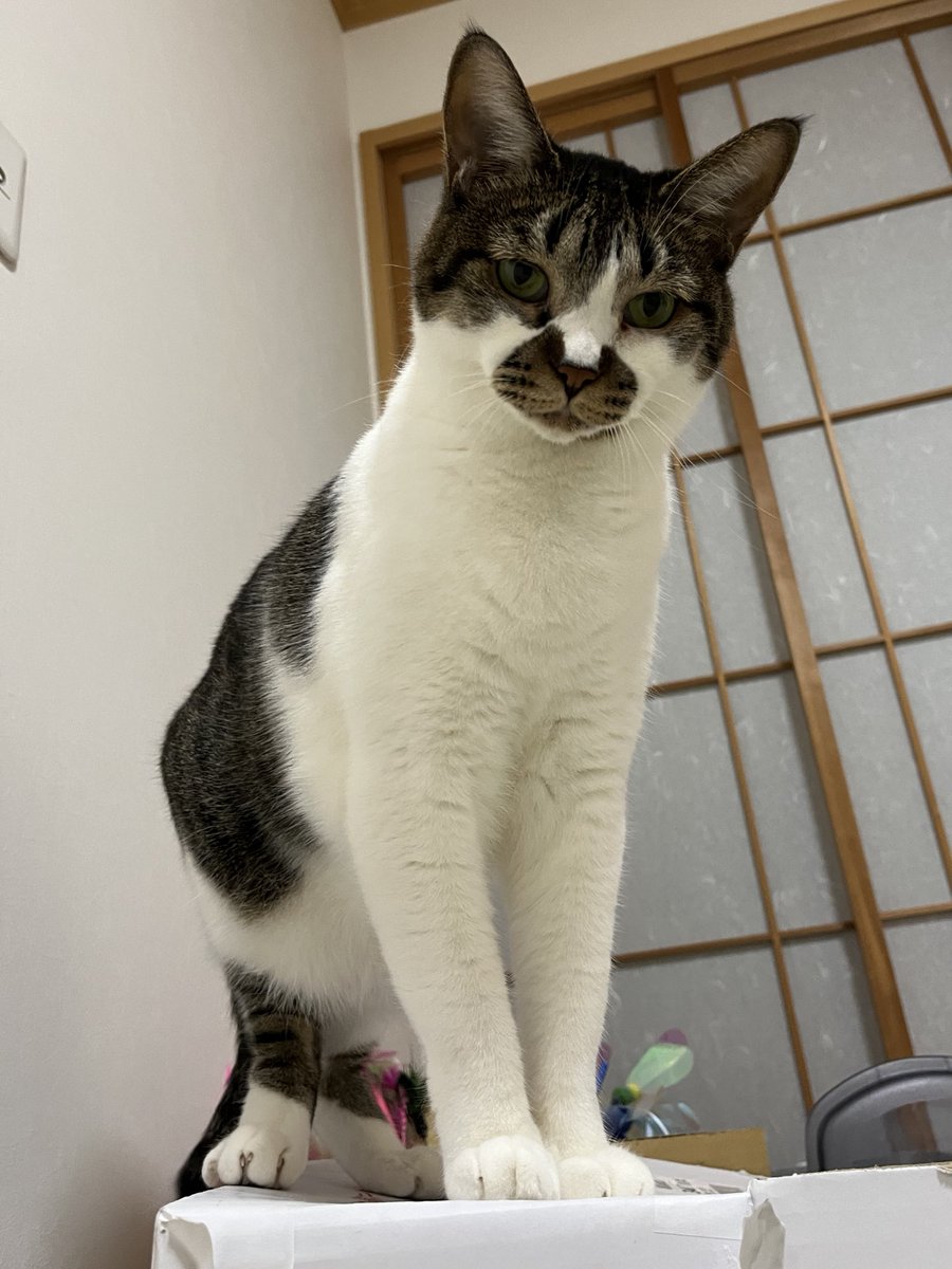 その腹の上に飛んでもよろしいか？
#ねこ #猫の顔に猫