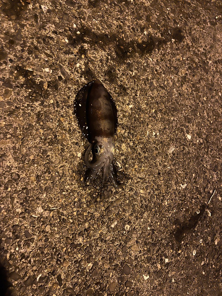 Zephyr____1's tweet image. ｶﾜｲｲ!!