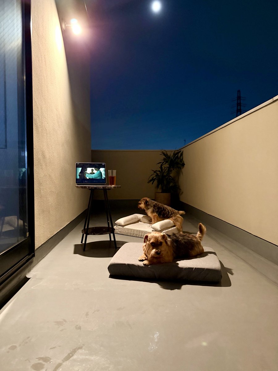 月夜の下でみんなで映画鑑賞🐶🎶