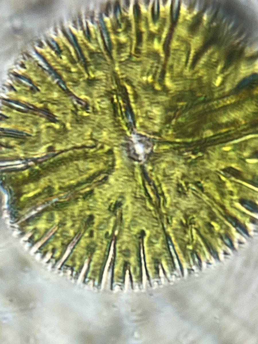 hollyastuart's tweet image. Adventures In Microscopy: Desmids!

This sample was gathered at the base of a waterfall I saw while hiking.

Desmids have high degrees of symmetry which remind me of paper snowflakes. Enjoy!

#FearlessMicroscopy #STEAM #Microscopy #ScienceIsBeautiful #Foldscope #ScienceIsFun