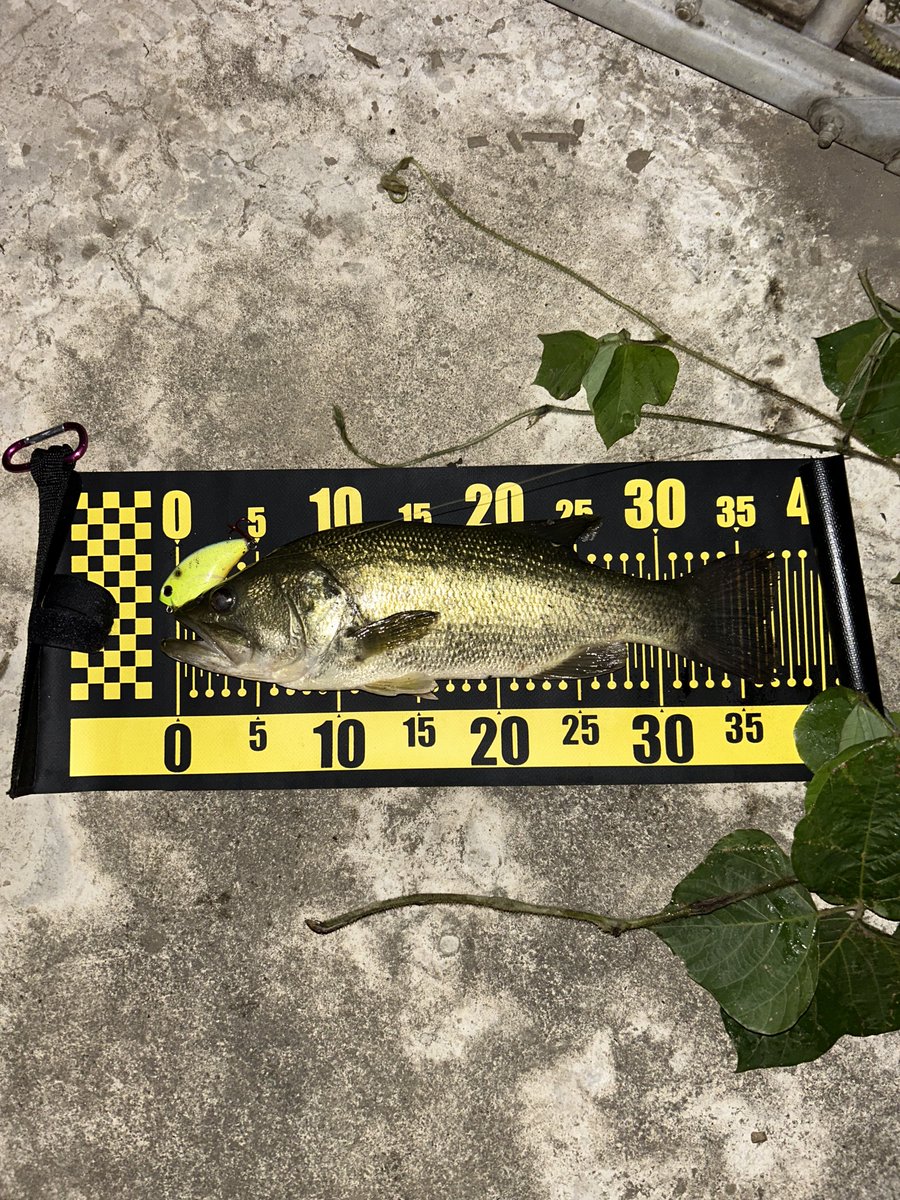 帰りにちょろっと