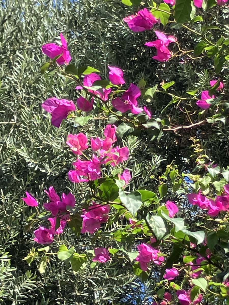 Shades of Bougainvillea … #Lindos #Rhodes