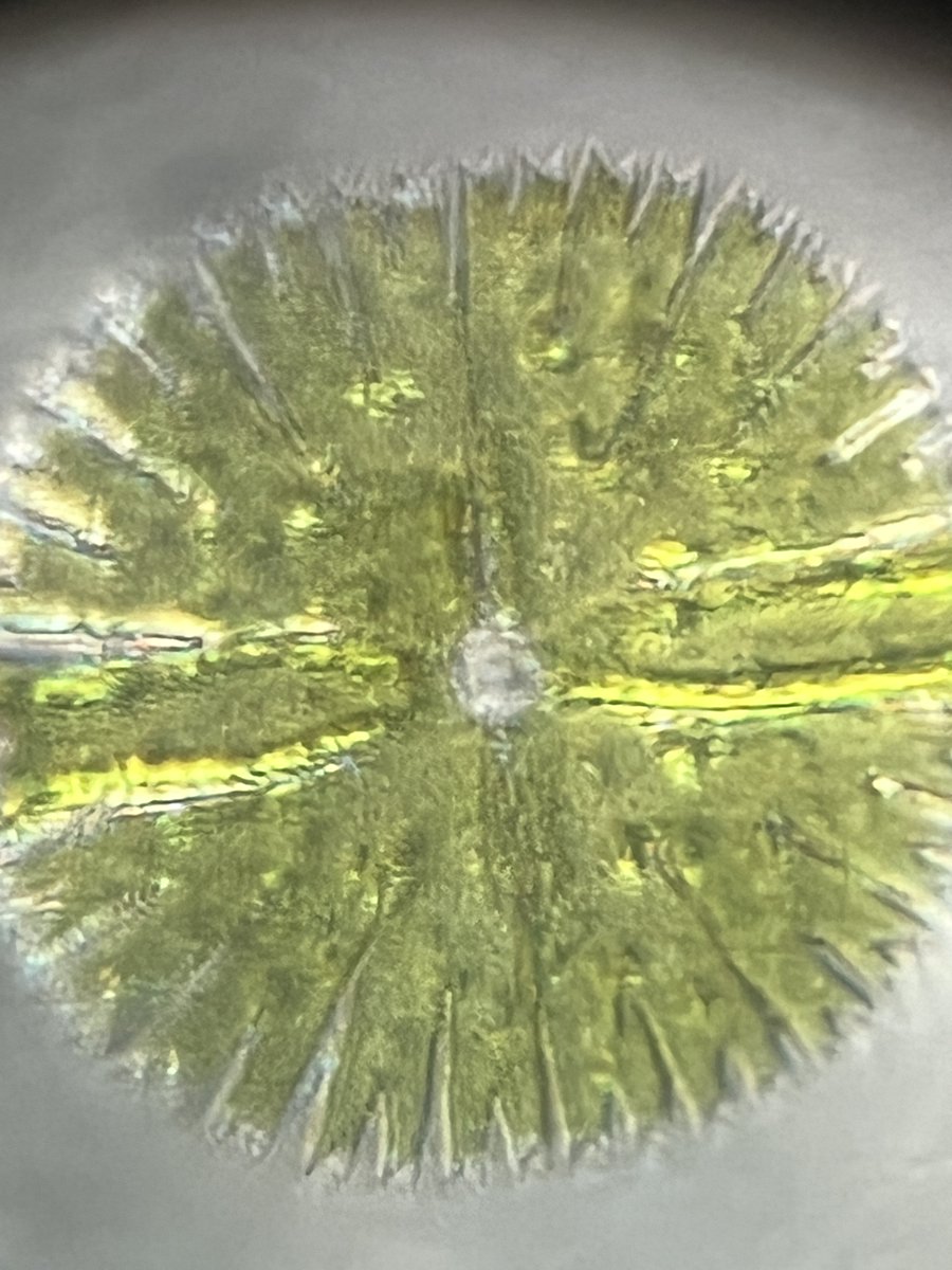 hollyastuart's tweet image. Adventures In Microscopy: Desmids!

This sample was gathered at the base of a waterfall I saw while hiking.

Desmids have high degrees of symmetry which remind me of paper snowflakes. Enjoy!

#FearlessMicroscopy #STEAM #Microscopy #ScienceIsBeautiful #Foldscope #ScienceIsFun