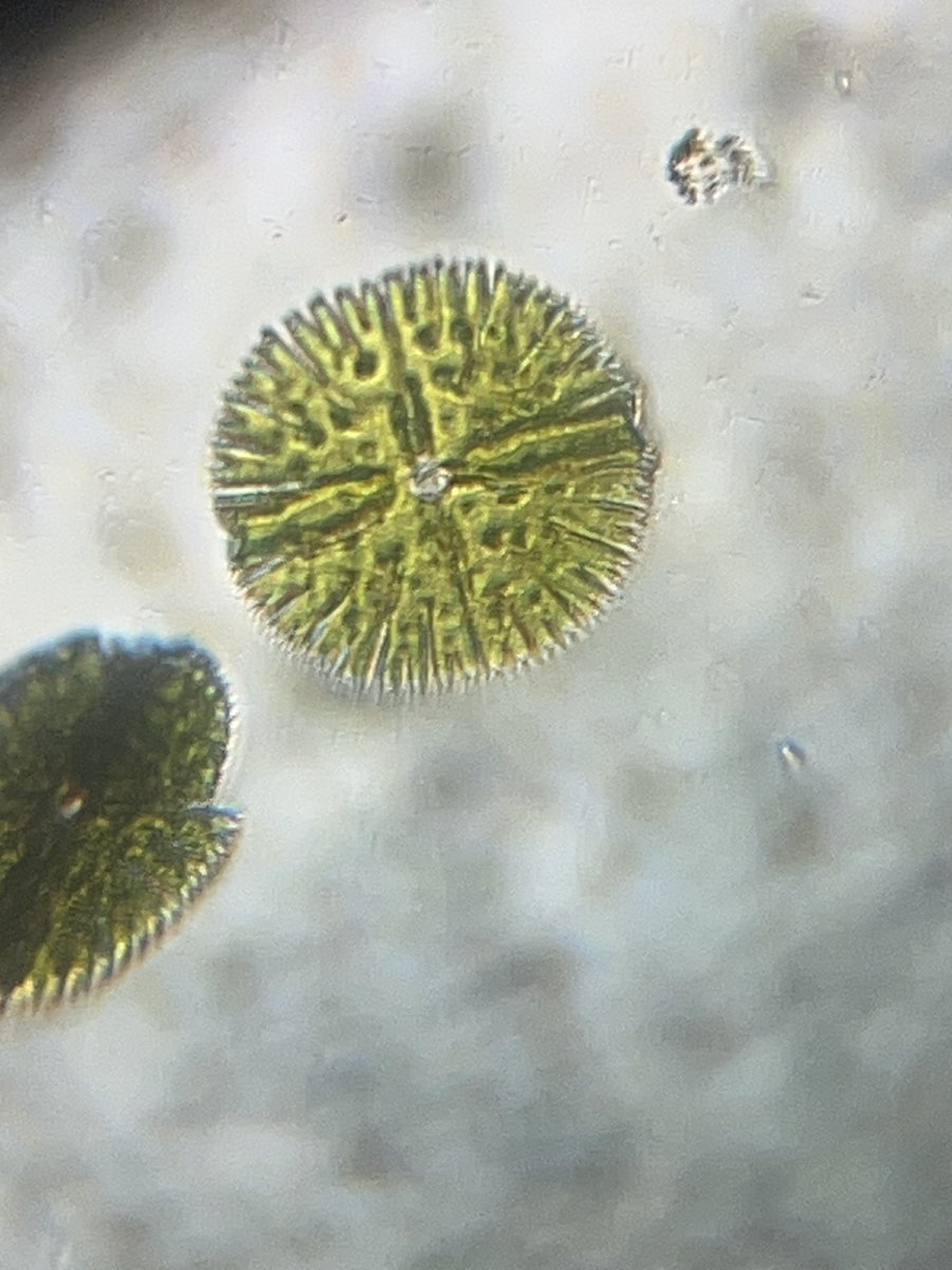 hollyastuart's tweet image. Adventures In Microscopy: Desmids!

This sample was gathered at the base of a waterfall I saw while hiking.

Desmids have high degrees of symmetry which remind me of paper snowflakes. Enjoy!

#FearlessMicroscopy #STEAM #Microscopy #ScienceIsBeautiful #Foldscope #ScienceIsFun
