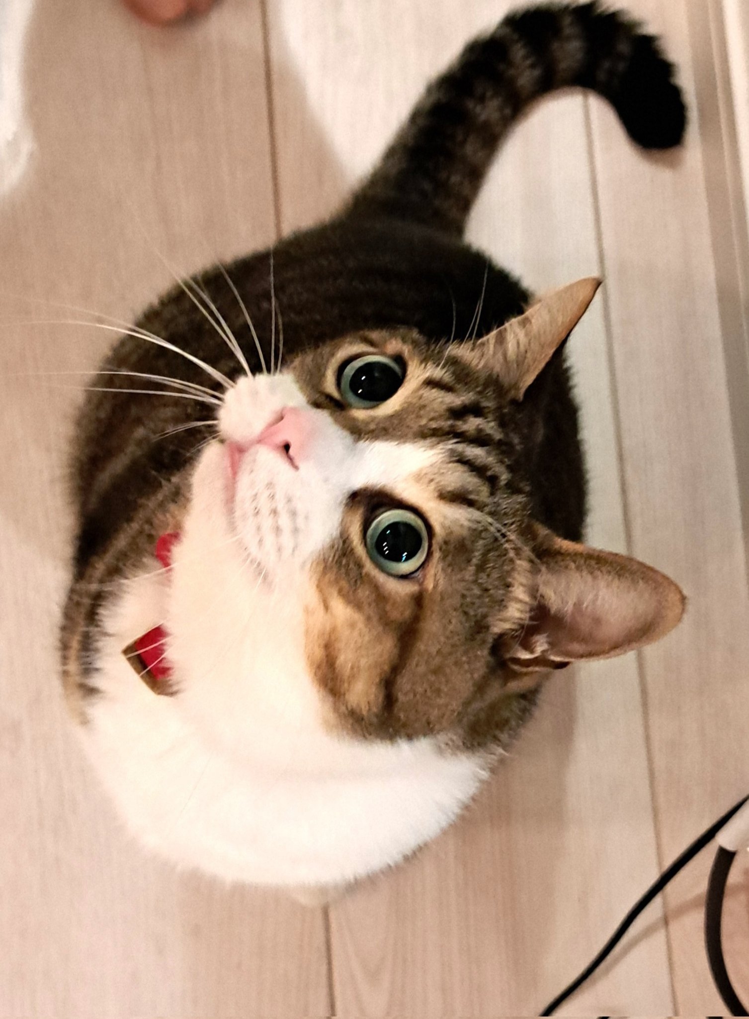 雨の日のねこ様♡ありがとうございます♡ kazu✨ on X: 
