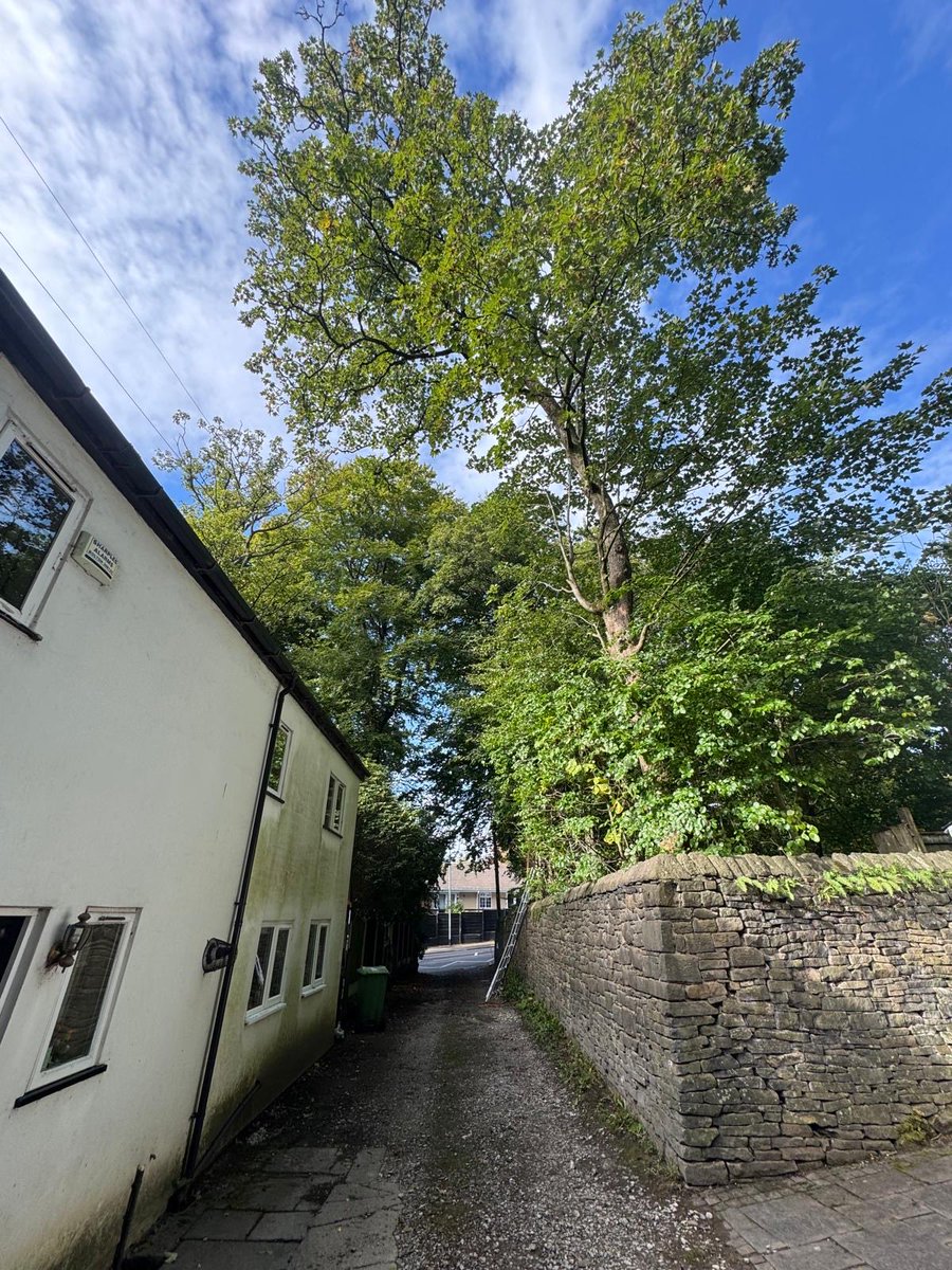 ArielTreeCare's tweet photo. Sycamore and beech tree reduction. 

#arieltreecare #boltontreesurgeon #localtreesurgeon #hedgetrimming #treepruning #professional #qualifiedtreesurgeon #treeservices #treecare 

https://t.co/52nBMrOXlm https://t.co/VWfmQjxGZV