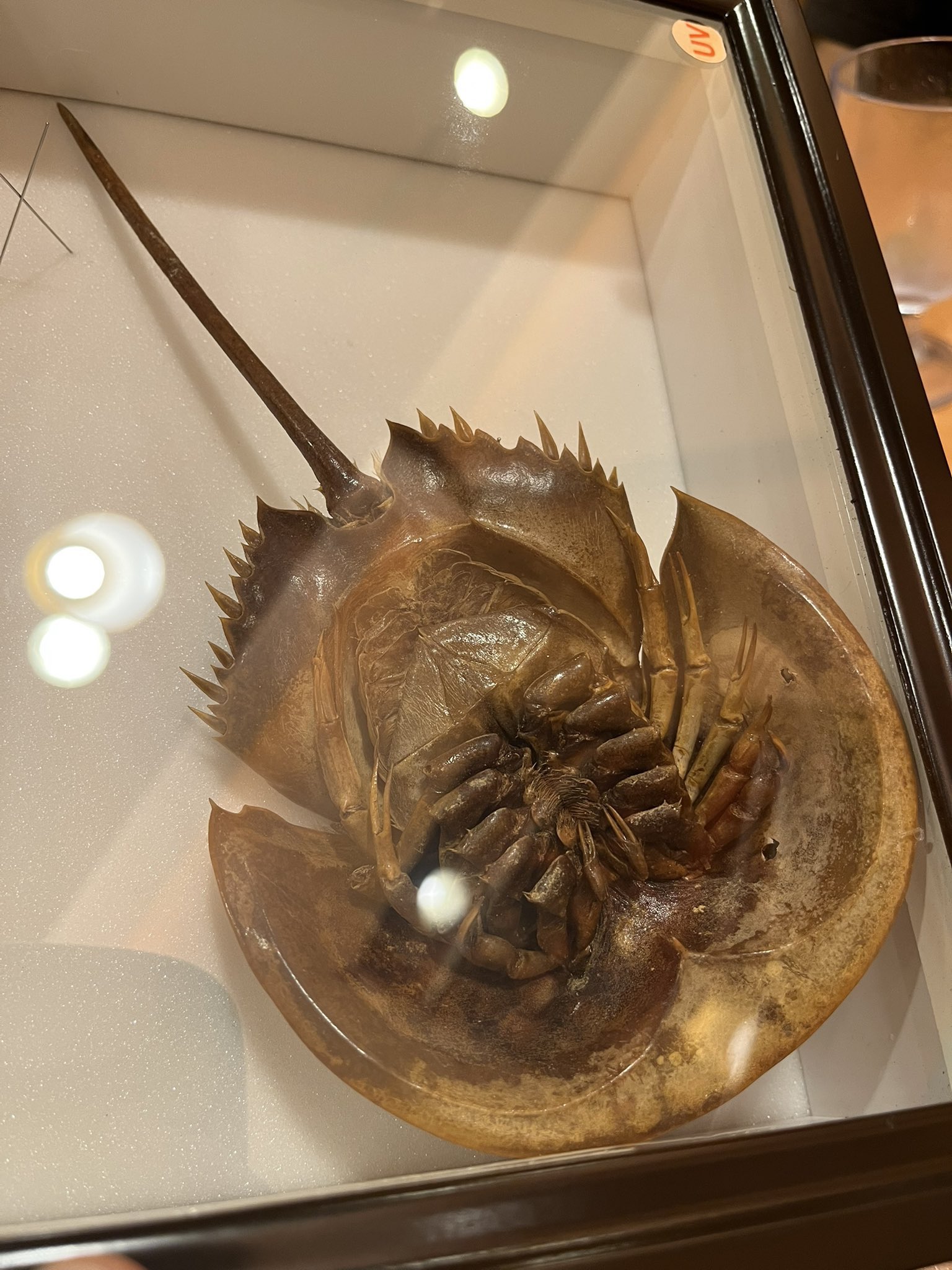 カブトガニの殻 アメリカカブトガニ - Wikipedia