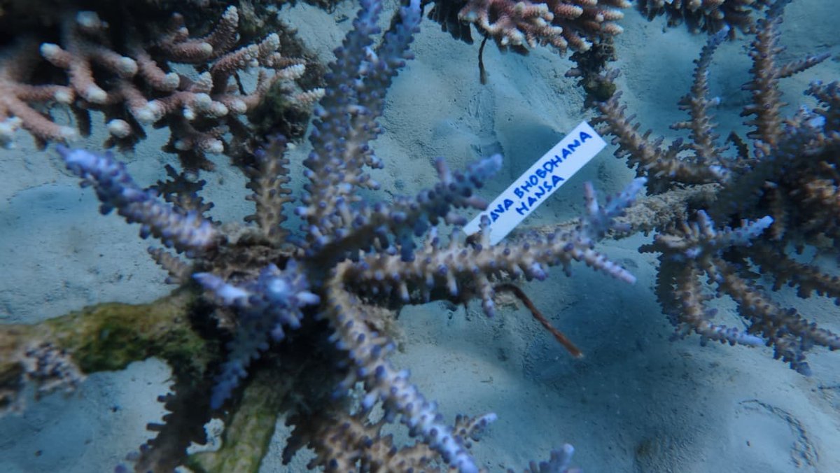 XINGXlNG's tweet image. The gift is finally here, just like I promised. I adopted a coral reef in your name. It’s a small way to celebrate you—something that keeps growing and giving back, just like you do 💙✨️
#Java20thChapter #javabh @javabh28