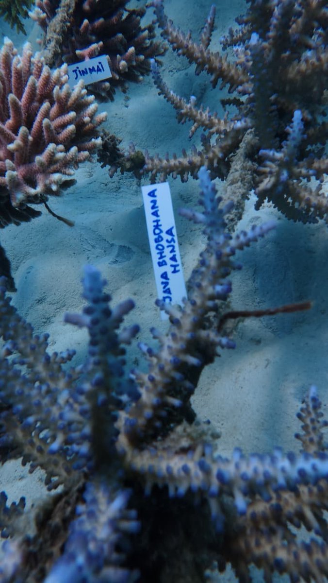 XINGXlNG's tweet image. The gift is finally here, just like I promised. I adopted a coral reef in your name. It’s a small way to celebrate you—something that keeps growing and giving back, just like you do 💙✨️
#Java20thChapter #javabh @javabh28