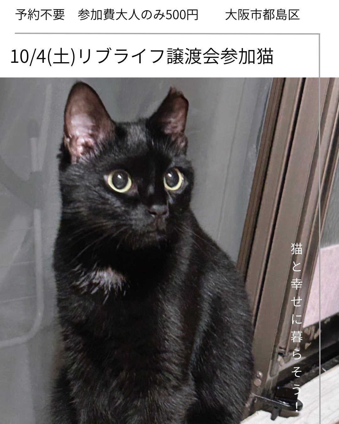 Neko様専用】【2点まとめ】 ネコ 大阪様 リクエスト 2点 まとめ商品 夜猫