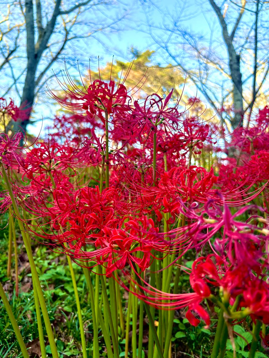 とある撮影の彼岸花撮影をしてきました‼️‼️

咲き具合ギリだったのに、天才カメラマンさんのおかげで撮り高やばいです✨️✨️
私の忘れ物でほぼドライブになったのと動物に遭遇仕掛けたけど楽しいロケ撮出来ました🐗🚗³₃︎
ロケ撮大好きー！！🫶💕︎

早く形にして皆さんにみてみてしたいｯｯ🤭♥️