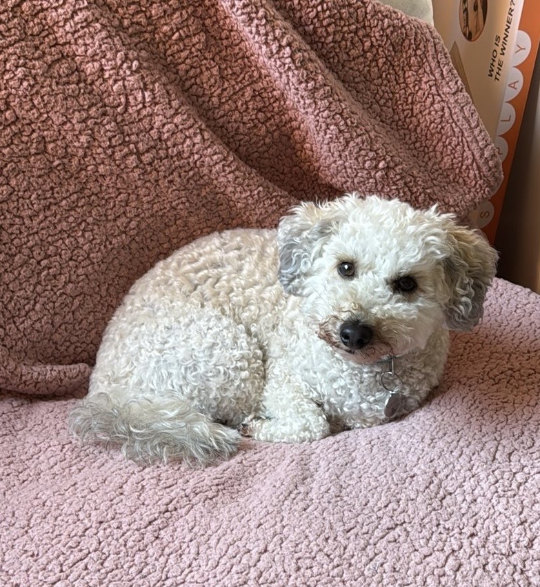 MissingPetsGB's tweet image. Still no sightings reported of SAMMY😔

Please help reunite Sammy with his owners. Please repost and share with communities near Sw16/sw17&amp;amp;Cr0. 

#Croydon #london 
Missing dog lost near Wandel Park.  Last seen running on Tylecroft road.