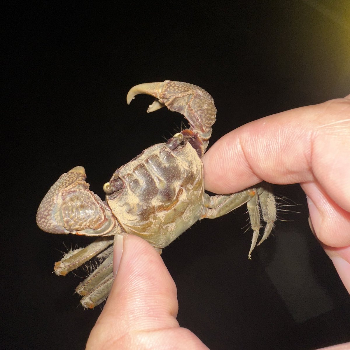 🦀獲ったどー🦀