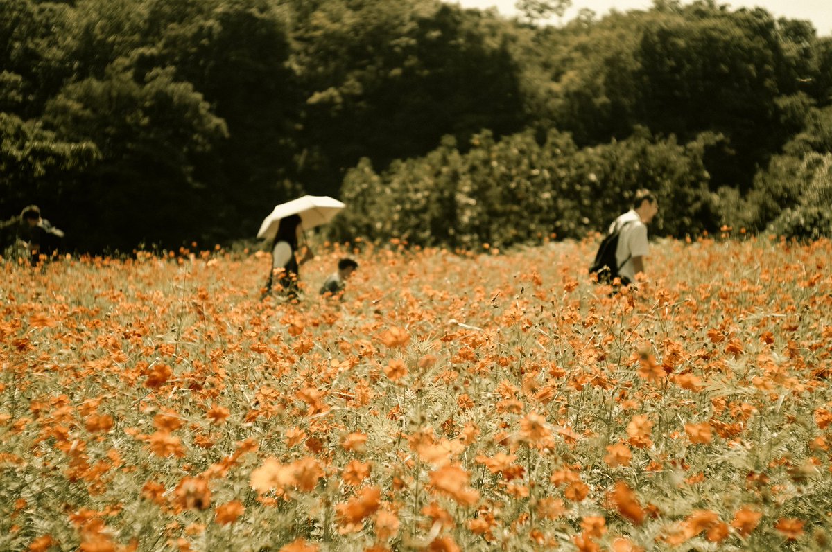 gaolang3c's tweet image. ピクニック
SIGMA fp L & Nikkor h.c 5cm f2
#naturephotography #naturelovers #sigmafpl #sigma #sigmalens