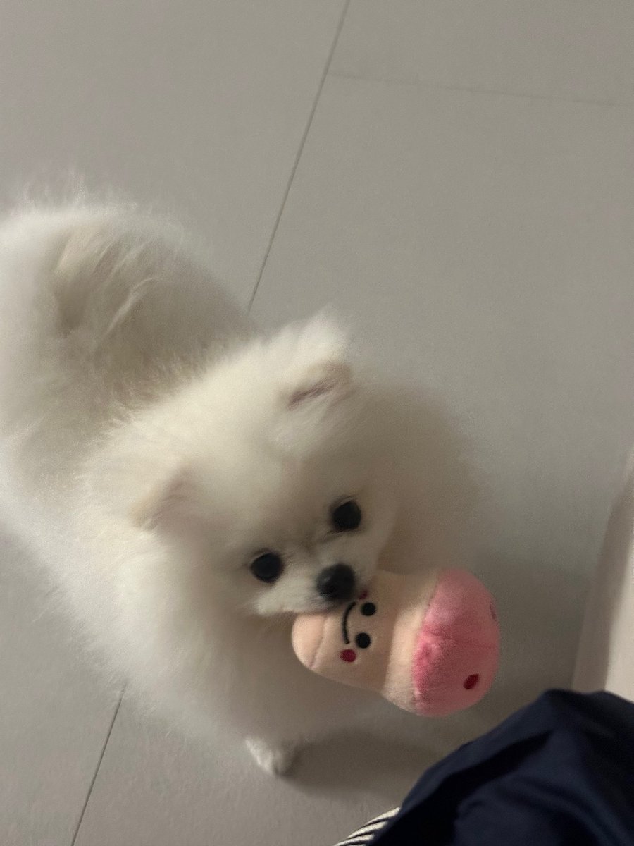 16tharang's tweet photo. 앙!!! 소씨강아지들 너무 귀여워서 소리지름 https://t.co/dQYwjAOXWL