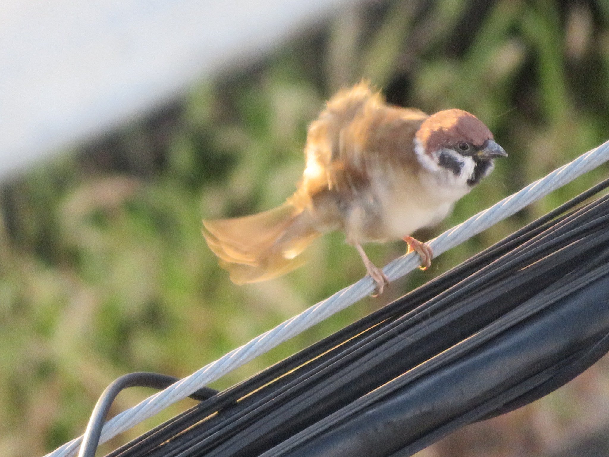 すずめ かずちん on X: 