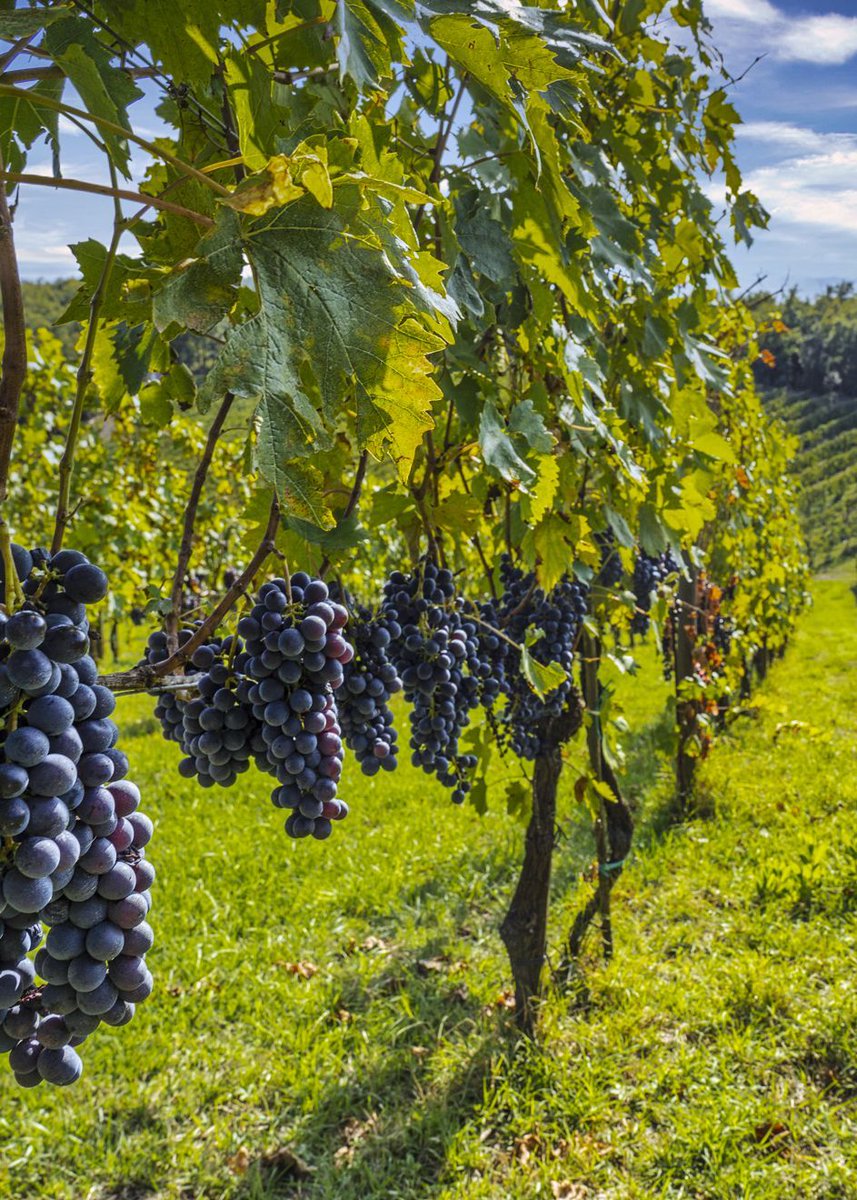 Altitude meets elegance.

From some of Montalcino’s highest vineyards, Le Ragnaie’s 2020 Brunello delivers freshness, finesse, and depth. A wine that truly speaks of its place.

🍷 Dive into our tasting notes – sip-happens.wine/p/sip-happens-…