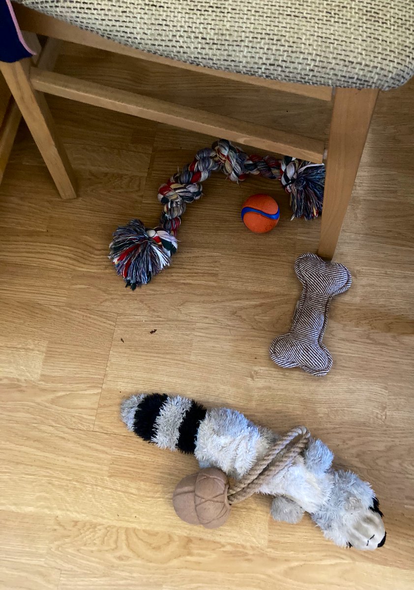Can you tell no-one is playing with me?! #BoredomBuster 🧸🏀🦴