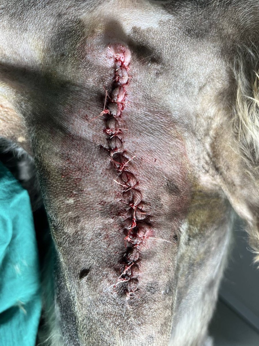 Niall Harbison tweet media