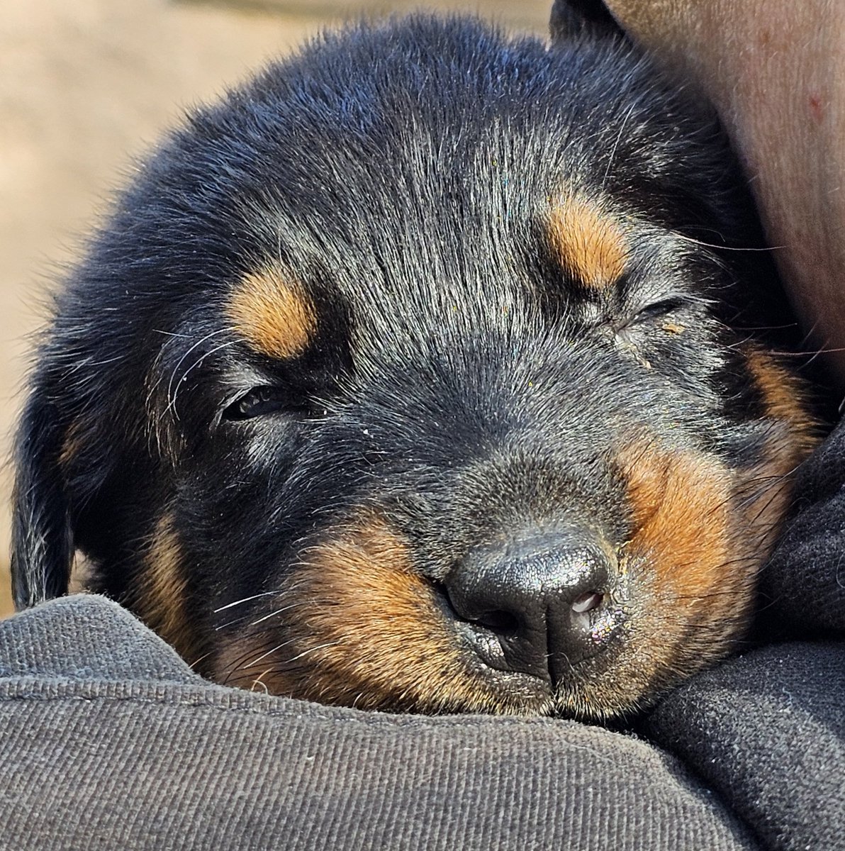 AlphaCast tweet media