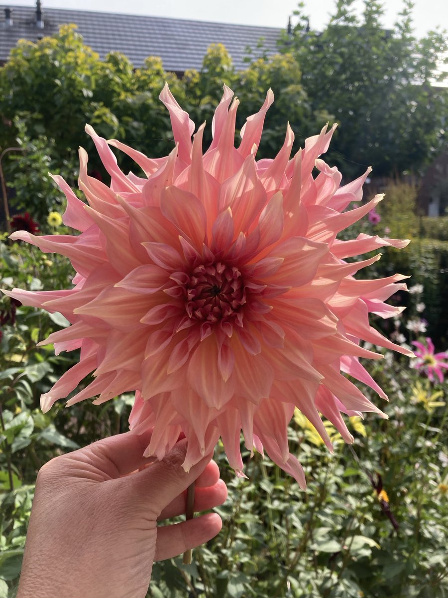 A Dinnerplate #dahlia ‘penhill watermelon’ a huge flower
