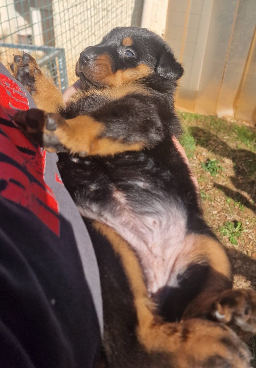 AlphaCast tweet media