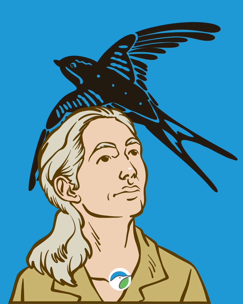 El 7 de junio, el Día Mundial del Vencejo, Jane Goodall dedicaba unas palabras a estas maravillosas aves. 
 
Sin duda su marcha, hará los 7 de junio un poco más grises, pero por otra parte agradecidos, porque Jane formó parte de un día tan importante para las aves. 
 
Gracias por