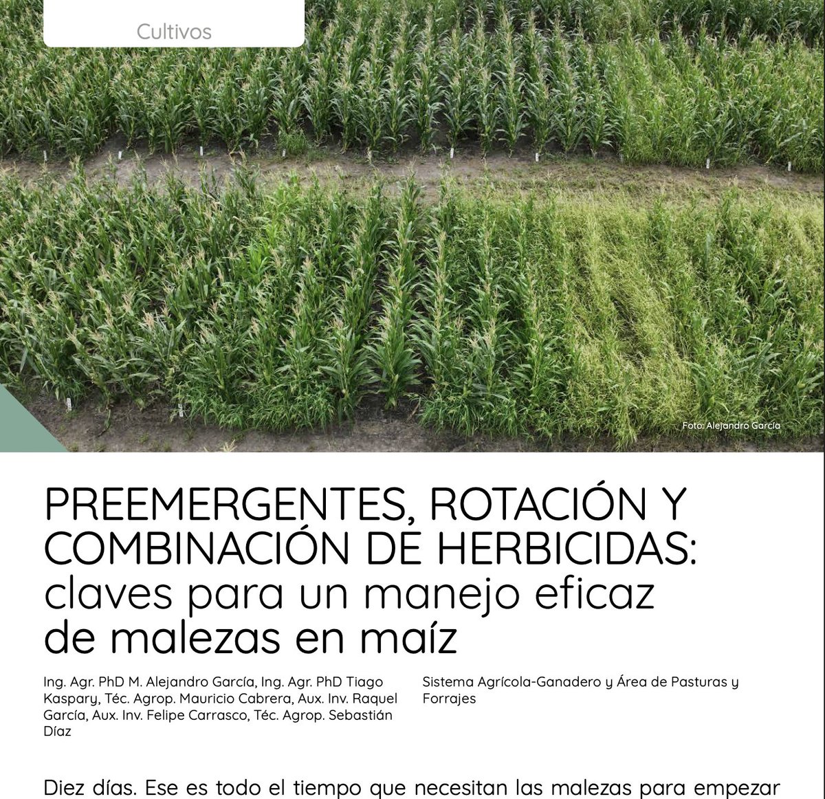 Preemergentes, rotación y combinación de herbicidas: claves para un manejo eficaz de malezas en maíz. Artículo completo disponible en👇🏻👇🏻researchgate.net/publication/39…