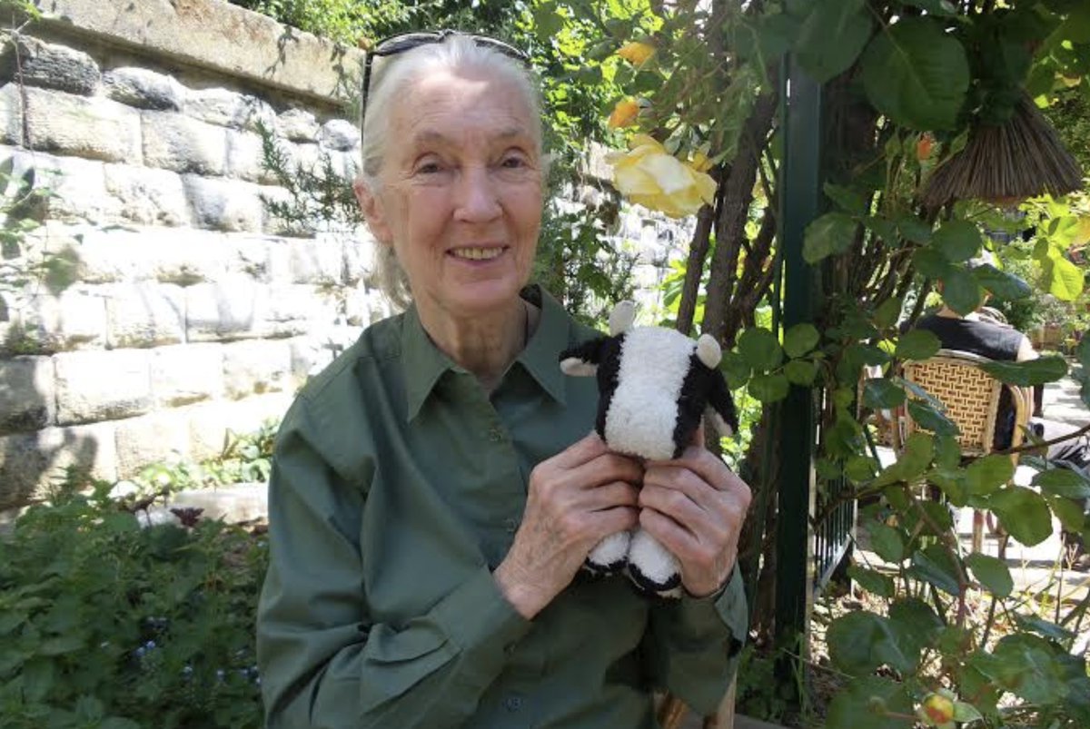 Jane Goodall, disparue hier, nous manquera beaucoup. Alors journaliste, j'avais obtenu 10 minutes avec elle en 2014. Quand elle a appris que j'étais végétarien, elle m'en a donné le triple pour me parler de comment elle sensibilisait aux droits des animaux avec Cow, sa peluche.